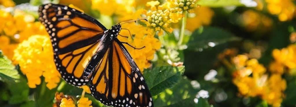 A butterfly on a flower 